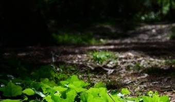 ¿Cómo cuidar el medio ambiente?